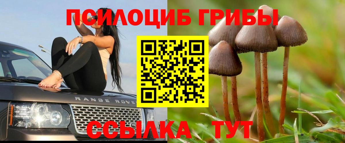 Псилоцибиновые грибы Psilocybe Красный Сулин